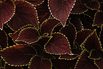 Leaves, Plant, Macro, Brown, Veins HD wallpaper