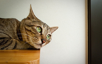 Animals, Cat, Muzzle, Eyes, Sadness, Sorrow, Pity HD wallpaper