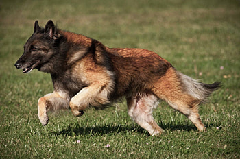 Belgian Tervuren, Lure coursing, Giant dog breeds, High-energy HD wallpaper