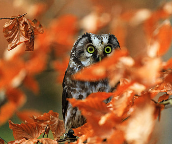 Animals, Leaves, Owl, Bird, Branch, Sight, Opinion HD wallpaper