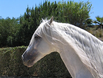 Pretty Face, spanish, andalusian, horses, white HD wallpaper