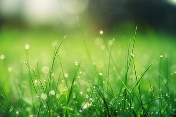 Close-up of fresh green grass with dew drops, glowing in the morning light. HD wallpaper