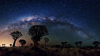 Milky Way Over Quiver Tree Forest HD wallpaper