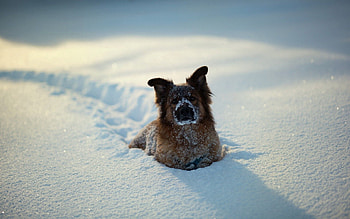 Animals, Winter, Snow, Dog, Playful HD wallpaper