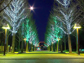 Trees on Light, cool HD wallpaper