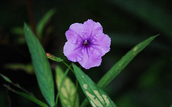 Grass, Leaves, Drops, Flower, Macro, Shadow HD wallpaper