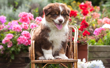 Puppy, chair, animal, cute, gardne, summer, pink, flower, border collie, australian shepherd, red, tongue, caine HD wallpaper