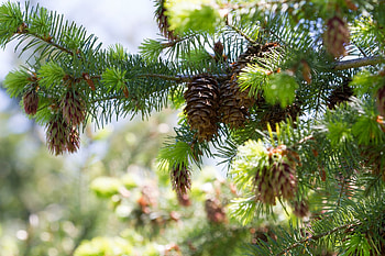 Detailed fir tree branch, Natural textures, , Nature's elegance HD wallpaper