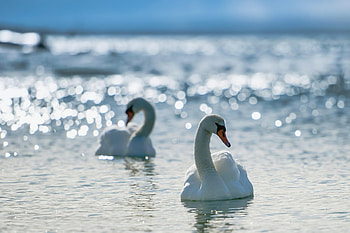 Animals, Birds, Rivers, Sea, Swans, Lake, Shine, Light, Couple, Pair, Brilliance, To Swim, Swim, Grace, Devotion HD wallpaper