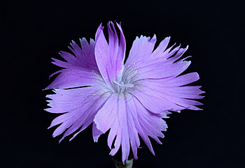 Blue flower, close up, portrait HD wallpaper