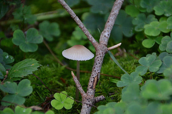 A little man, branch, leaves, man, clover, grass, mushroom, forest, little HD wallpaper
