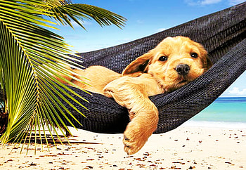 Puppy, dogs, puppies, animals, beach HD wallpaper