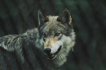 Animals, Dog, Predator, Wolf, Sight, Opinion HD wallpaper