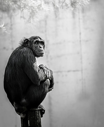 Chimpanzee, Sitting on wood, Calm and composed, Serene HD phone wallpaper