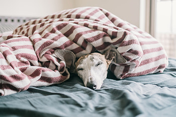 Peaceful sleep, Whippets HD wallpaper