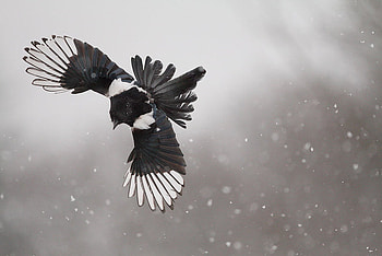 flying_in_the_snow, animal, wings, bird, snow, fly HD wallpaper