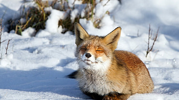 Winter sunshine, sweet, winter, wildlifewilderness, wild animals, , cute, wild, fox, predators, red fox, animals, nature HD wallpaper
