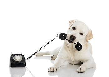 You have a call!, dog, animal, white, black, cute, , labrador, funny, caine HD wallpaper