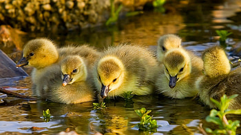 Variety of 310 duck , Large selection, Multiple options, Extensive collection HD wallpaper