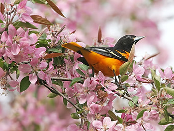 Birds, Animals, Plants HD wallpaper