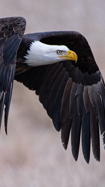 beauty, Bald eagle portrait, Striking eyes, Wildlife graphy HD phone wallpaper