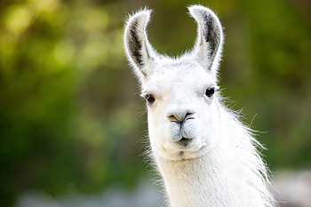 Llama attends protest, Inspiring morale booster, Llama standing up, Advocacy in action HD wallpaper