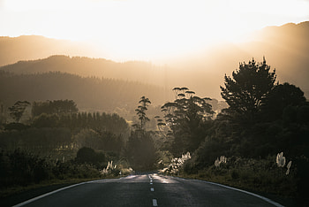 Road Surrounded By Trees, road, trees, dusk, dawn HD wallpaper