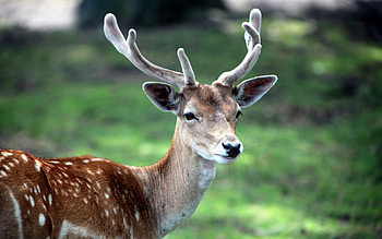 Animals, Deers HD wallpaper