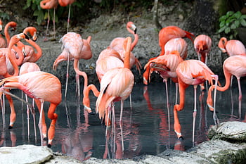 A stunning group of pink flamingos gather by a serene pond in their natural habitat, showcasing wildlife beauty. HD wallpaper