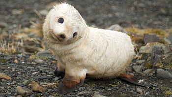 ... Baby Seal - Animals (7905896) - Fanpop ... HD wallpaper