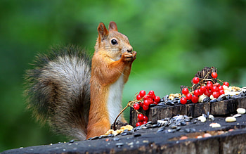 Squirrel, cute, animal, rodent HD wallpaper