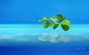 Love Soul, blue, plants, abstract, art HD wallpaper