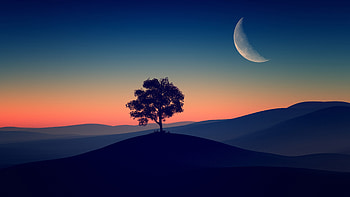 Tree Alone Dark Evening HD wallpaper