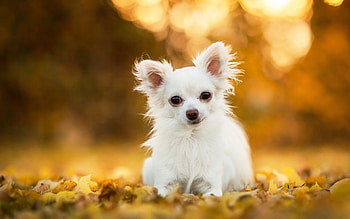 Chihuahua in , High-definition backgrounds, Stunning visuals, Adorable pet HD wallpaper