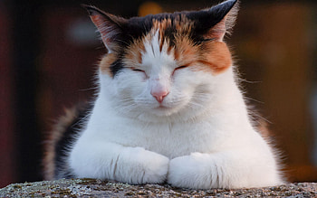 Animals, Cat, Spotted, Spotty, Relaxation, Rest, Fat, Thick, Sleep, Dream, Nap, Doze HD wallpaper