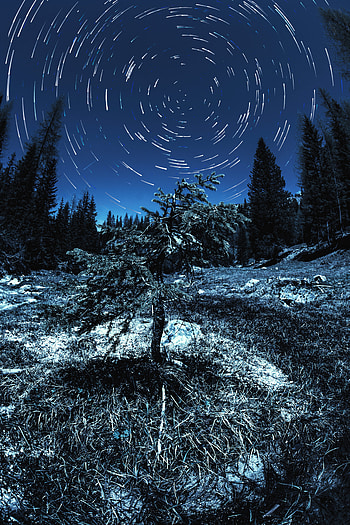 Nature, Circles, Starry Sky, Long Exposure, Fir, Spruce HD phone wallpaper