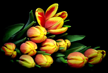 Tulips, nature, flowers, color HD wallpaper