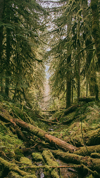 Best forest backgrounds, Enchanted woodland realm, Serenity in nature, Escape to the forest HD phone wallpaper