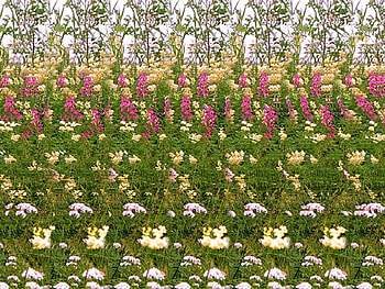 Flowers, grass, beautiful, nature HD wallpaper