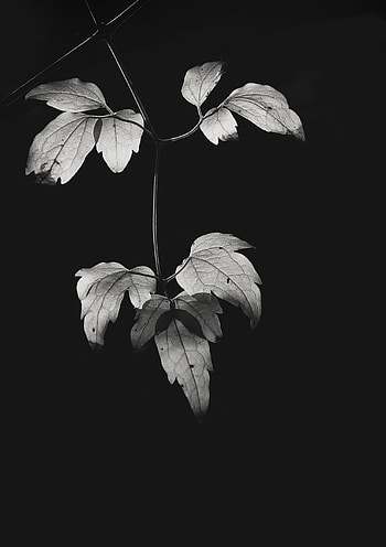 Leaves, Plant, Bw, Chb HD phone wallpaper