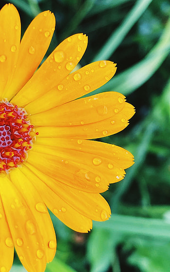 Flowers, Drops, Flower, Macro, Petals HD phone wallpaper