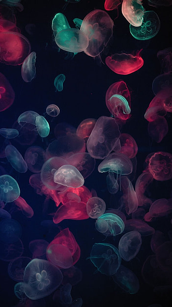 Best jellyfish backgrounds, favorites, collection, Underwater beauty HD phone wallpaper
