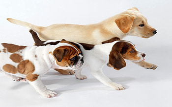 Animals, Dogs, Color, Three, Run, Running HD wallpaper