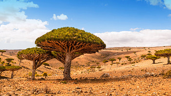Dicksam Plateau, Socotra Island, Yemen, Desert landscape HD wallpaper