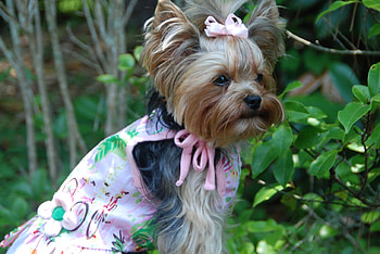 SWEET MODEL, sweet, model, dogs, girl, dress, walk, pink, animals, stroll, pet, paw HD wallpaper