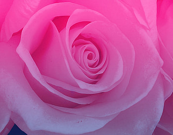 Rose Of love, rose, pink, gentle, flower, love, nature, beauty HD wallpaper