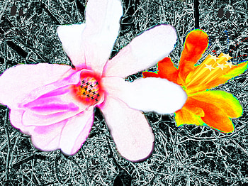 pshaw!, star, pink, white, yellow, green, flowers, orange HD wallpaper