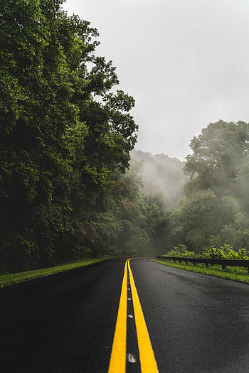 Nature, Trees, Road, Turn, Fog, Asphalt HD phone wallpaper