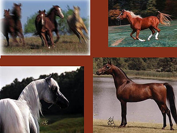 The 4 Horses, horses, animals, arabians, nature, grass, ponies HD wallpaper