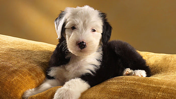 Old English sheepdog HD wallpaper